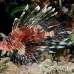 lionfish_common_nus_h_0705_png1719.jpg
